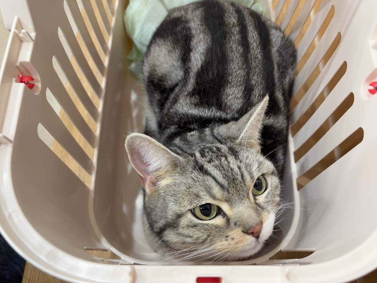 動物病院での様子①