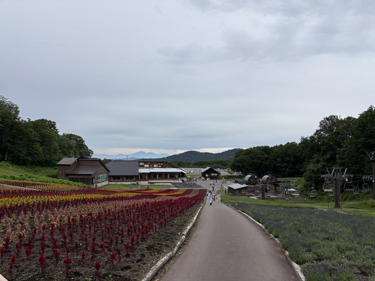 遊歩道から見下ろす花畑