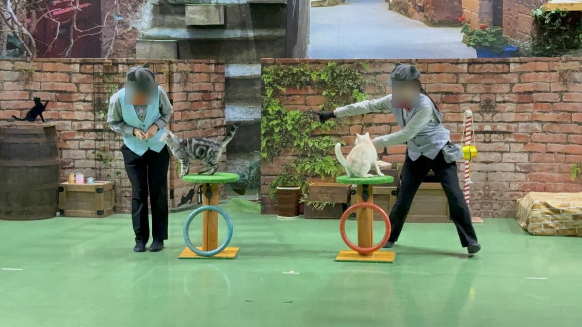 那須どうぶつ王国の猫のショー