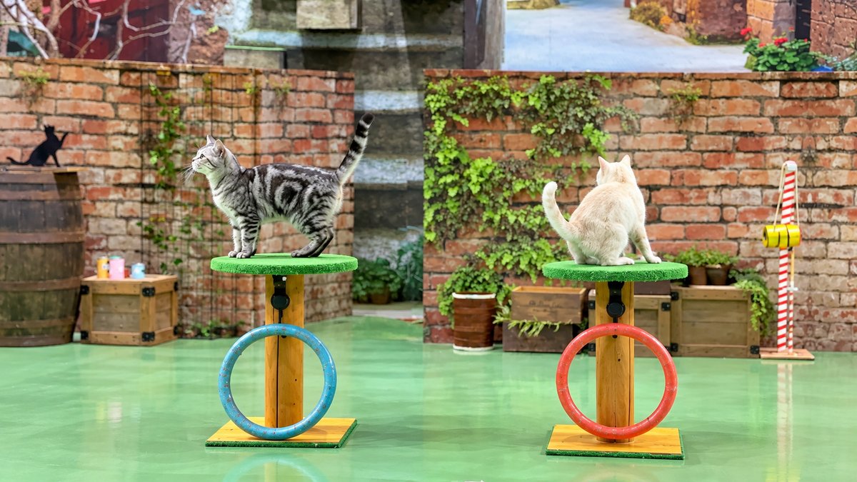 那須どうぶつ王国の猫ショーで緑色の台に乗る2匹の猫