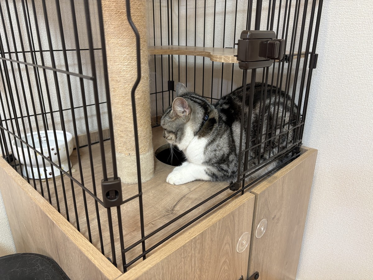 嫌がる猫