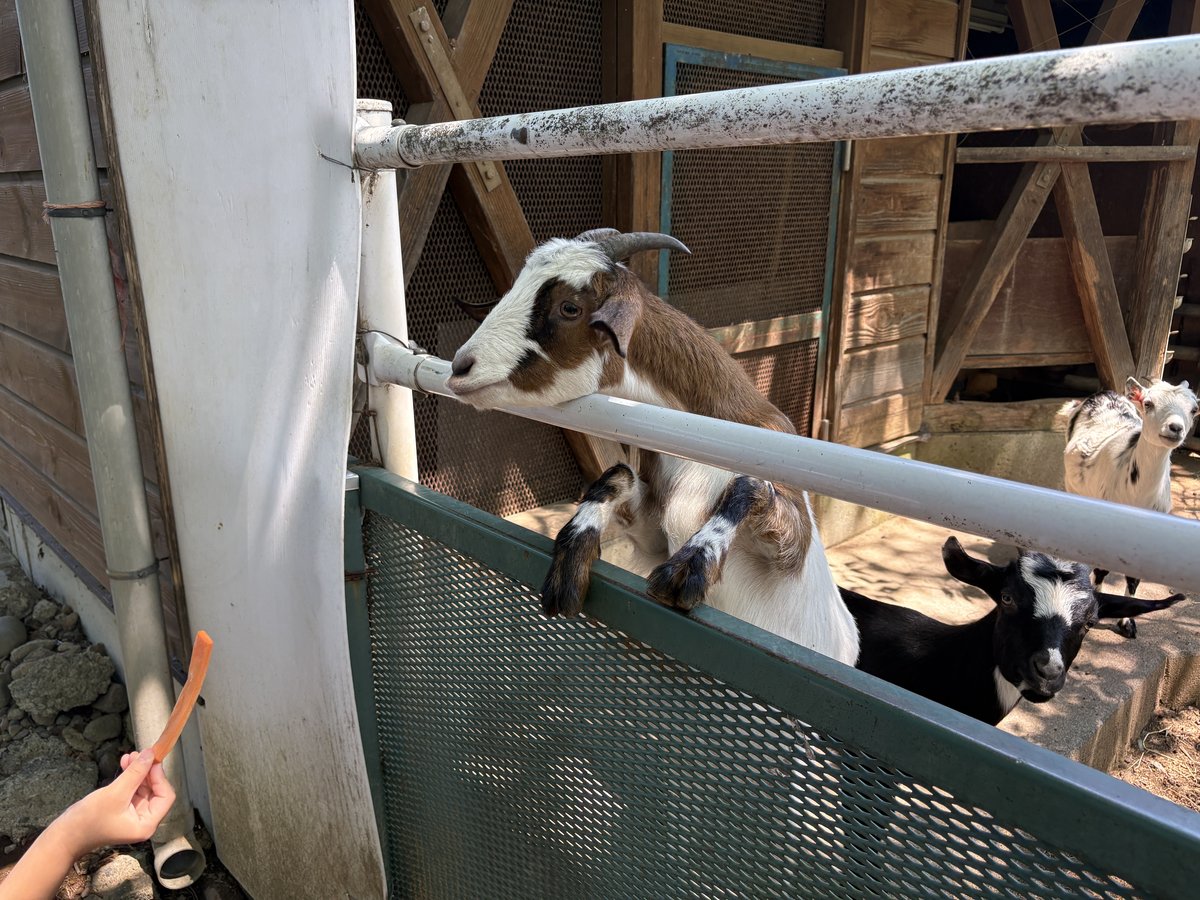 餌を求めるヤギ