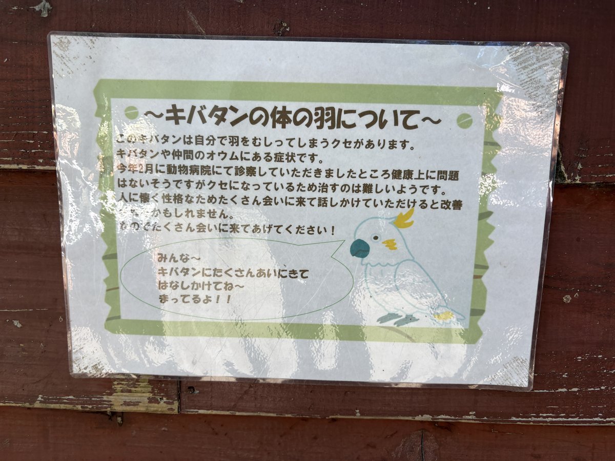 キバタンの羽についての案内